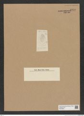 Diatomeae indet. Zeichnungen Sammlung Grunow Nr. 8975 (NHMW-BOT-W0378667)